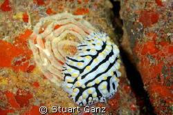 Varicose Phyllidia laying her eggs. Photo taken with Cano... by Stuart Ganz 